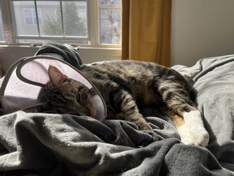 Cat wearing a cone around his neck, laying in bed.