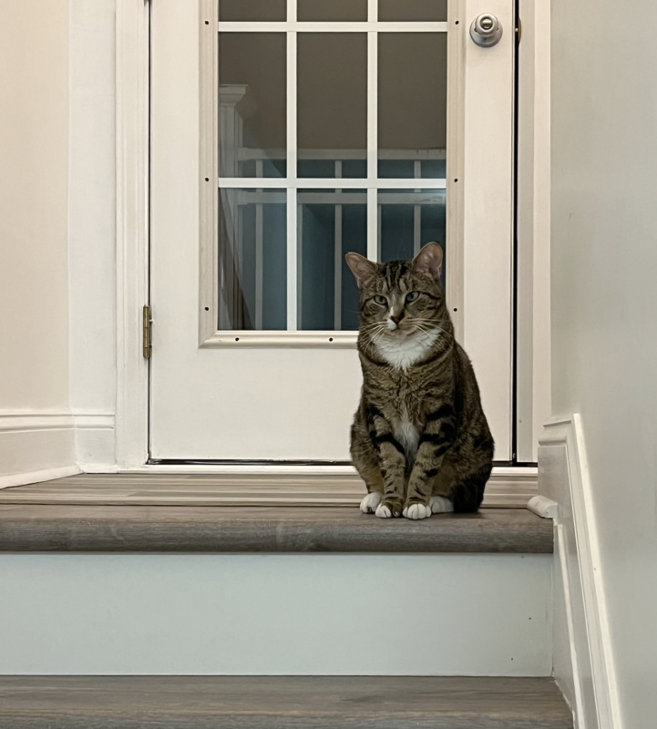 A tabby cat, at the top of the  stairs.