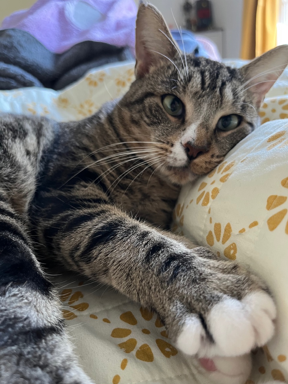 Cat laying down in a bed, staring at something behind the camera.