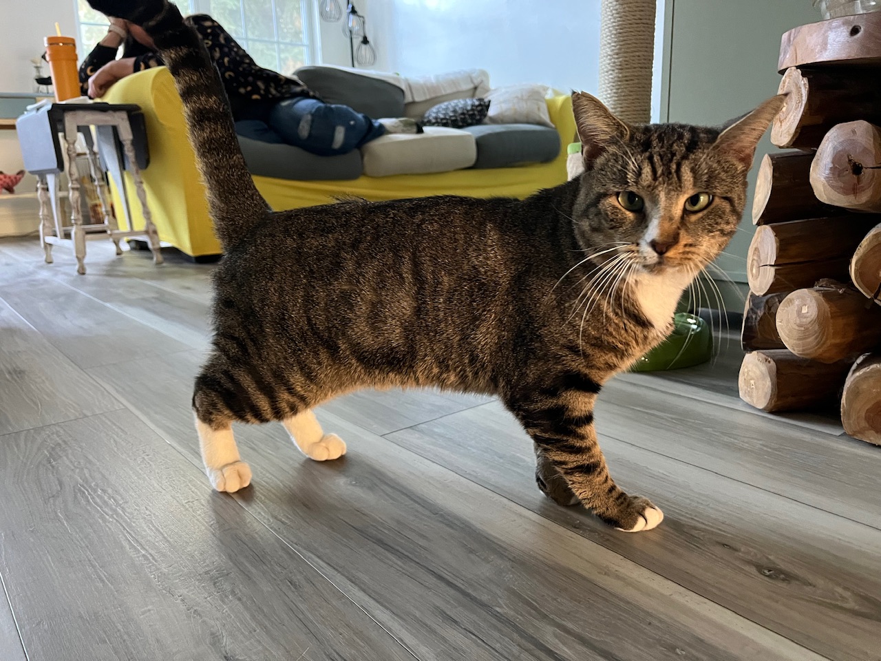 A cat standing sideways, his head turned to the camera.