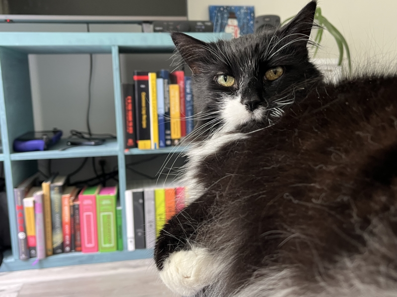 A tuxedo cat on a couch.