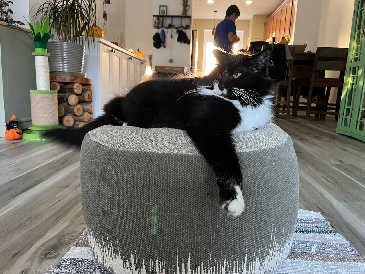 A tuxedo cat, looking to the side, not particularly happy.