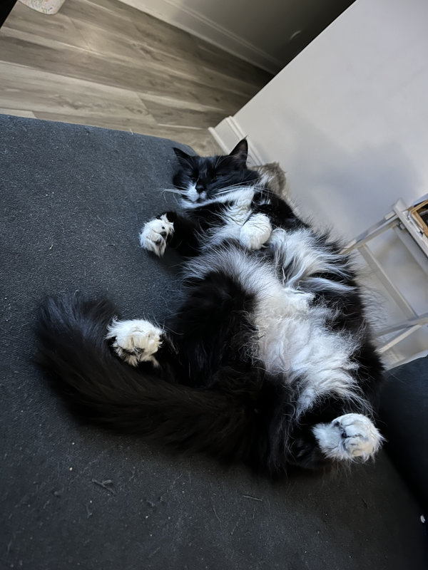 A long haired tuxedo cat sleeping upside down.